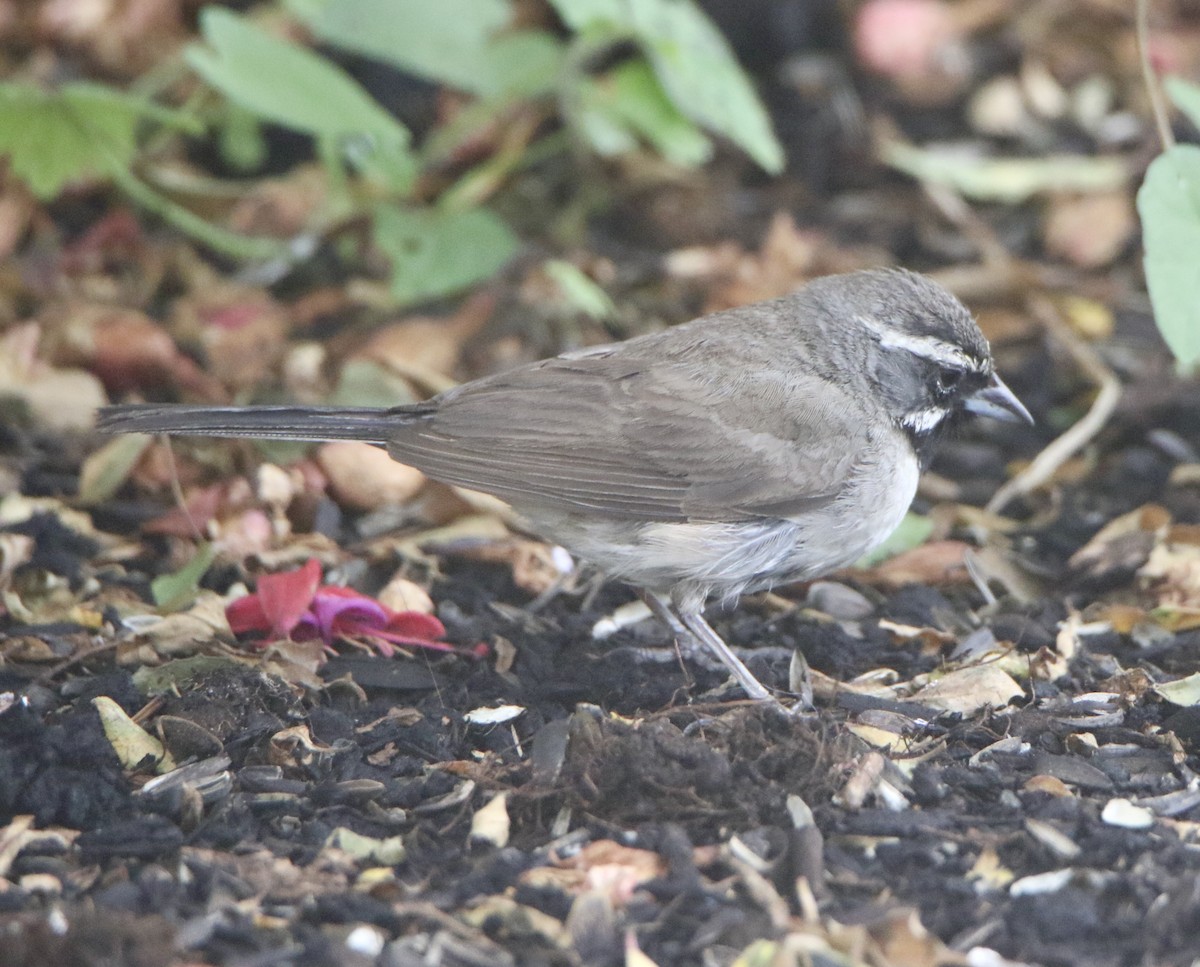 Black-throated Sparrow - ML361490411