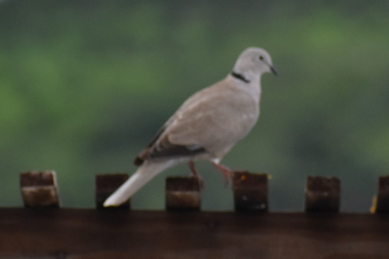 Eurasian Collared-Dove - ML361491231