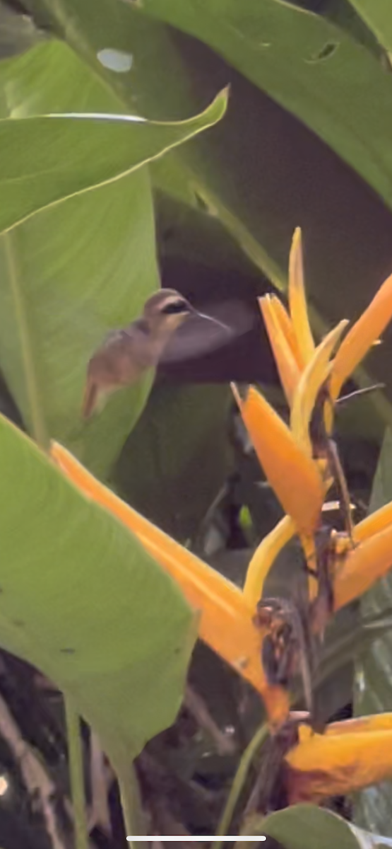 Пестрогорлый колибри-отшельник - ML361491761