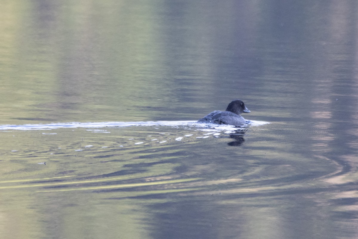 Barrow's Goldeneye - ML361495681