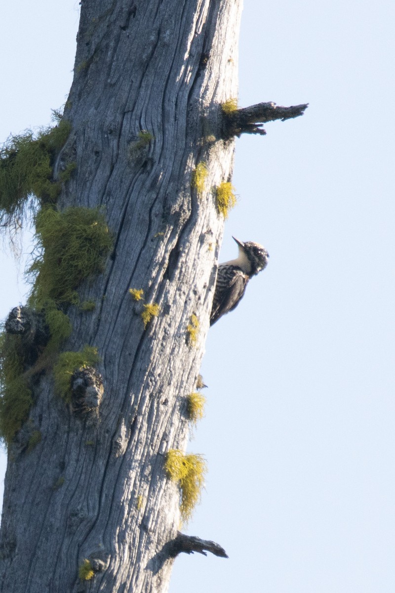 American Three-toed Woodpecker (Northwest) - Josh Adams