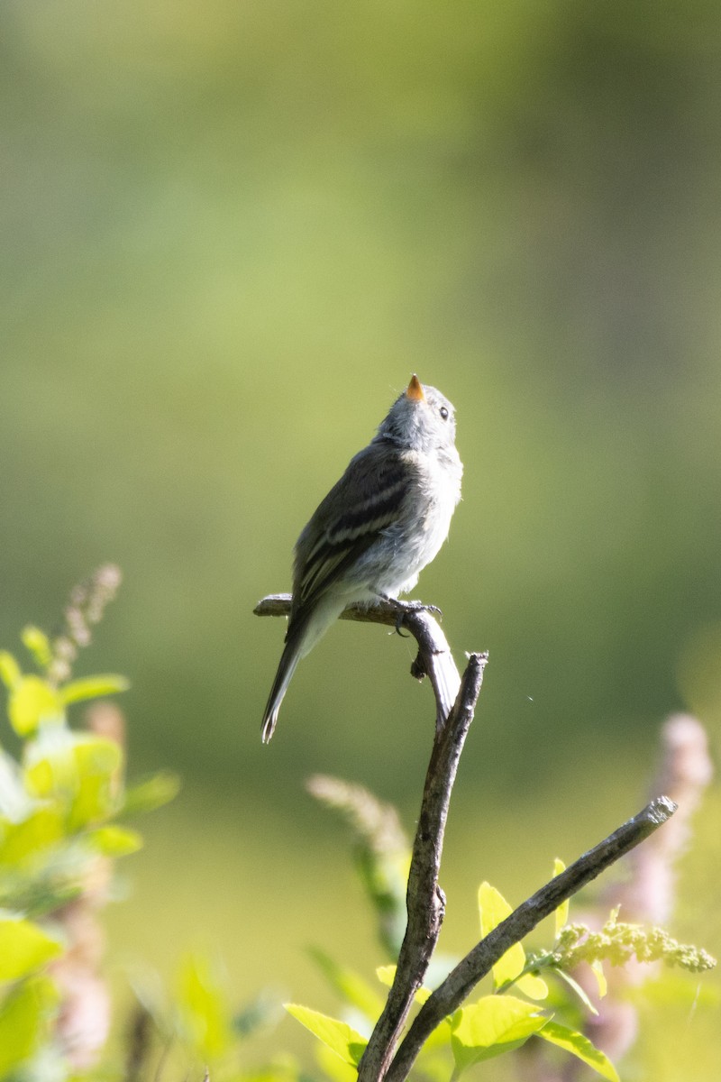 Hammond's/Dusky Flycatcher - ML361495841