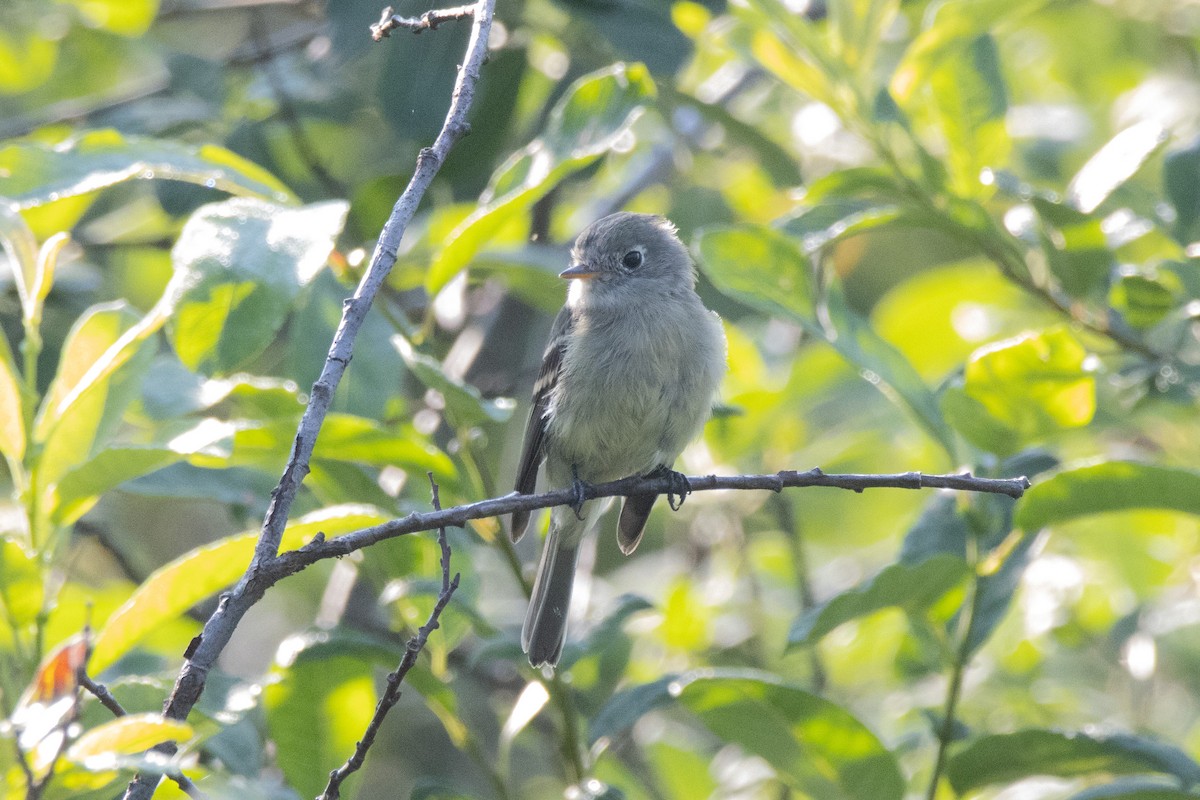 Hammond's/Dusky Flycatcher - ML361495851