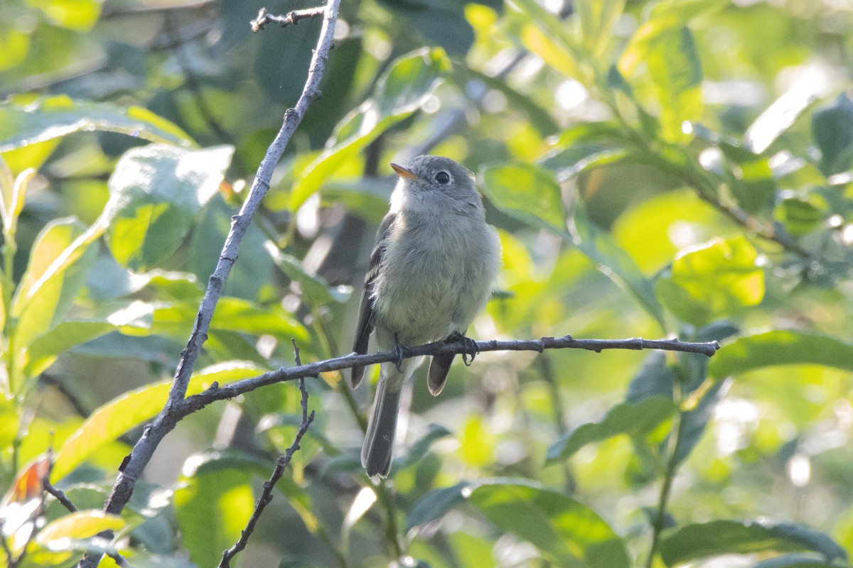 Hammond's/Dusky Flycatcher - ML361495861