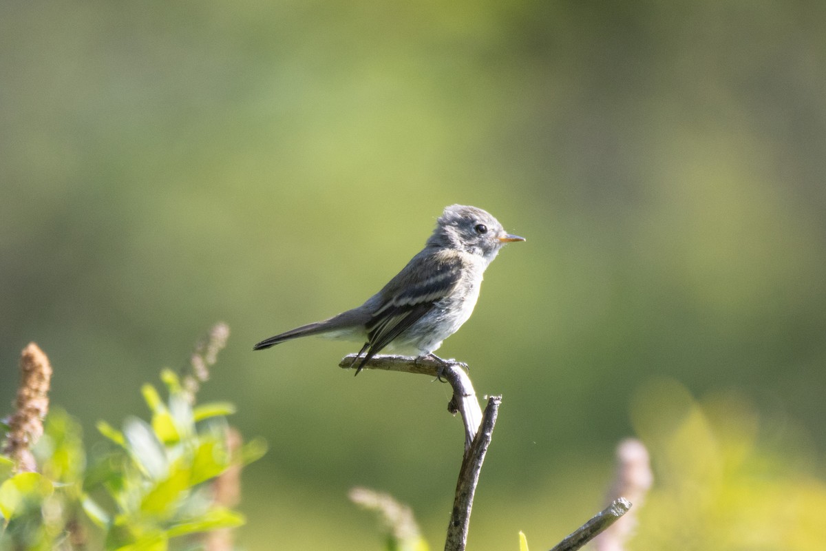 Hammond's/Dusky Flycatcher - ML361495871