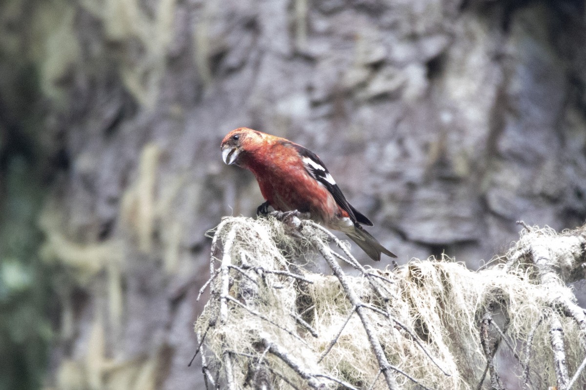 White-winged Crossbill - ML361495911