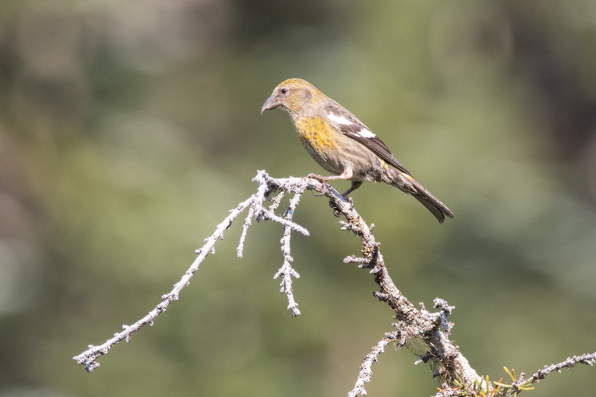 White-winged Crossbill - ML361496011