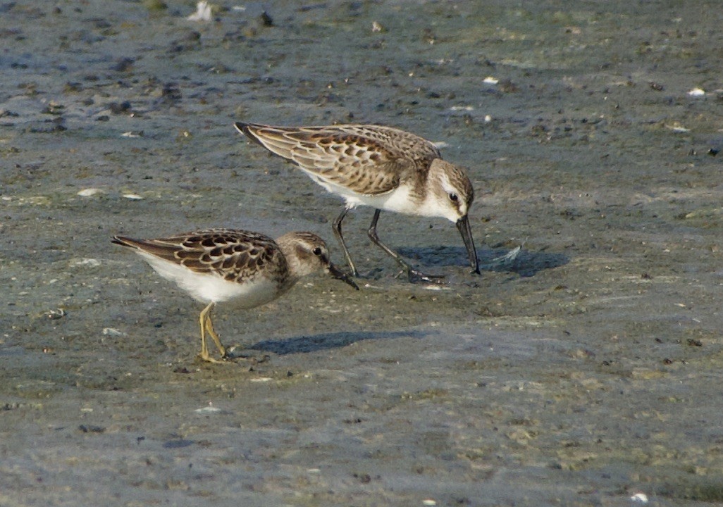 Least Sandpiper - ML361496051