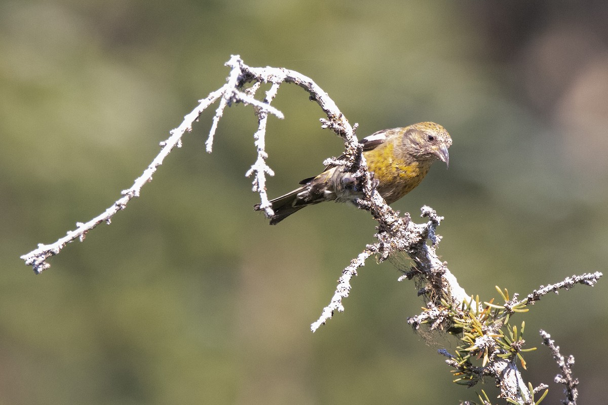 White-winged Crossbill - ML361496061