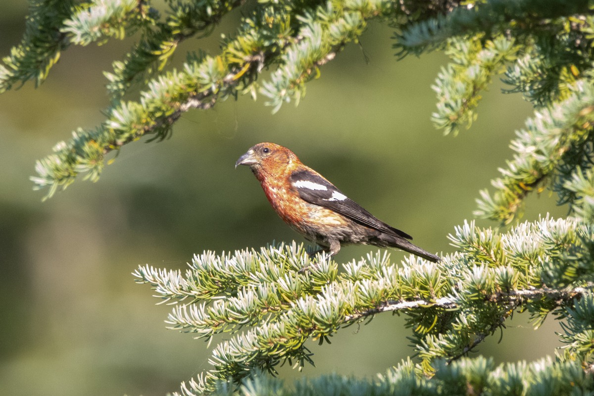 White-winged Crossbill - Josh Adams