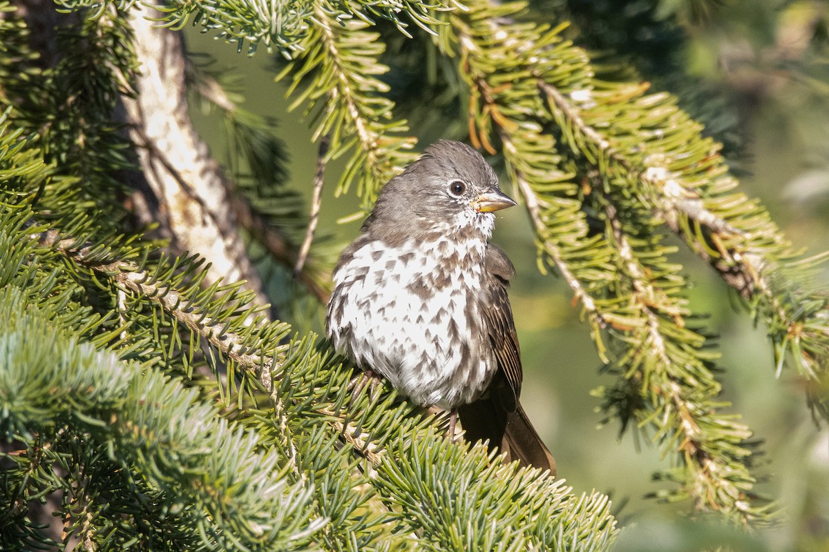 Fox Sparrow (Slate-colored) - ML361496121