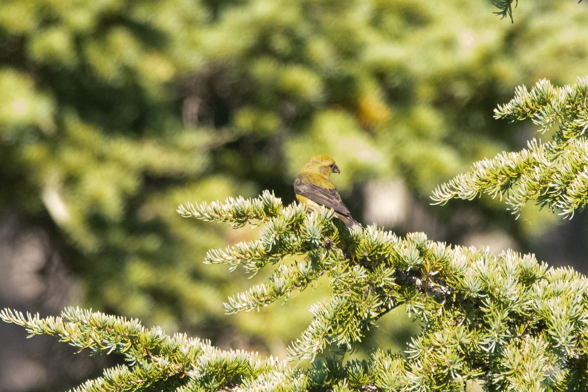 Bec-croisé des sapins - ML361496151