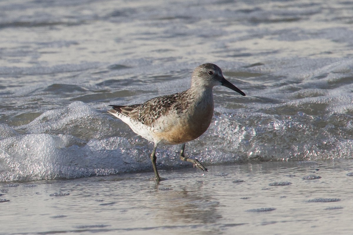 Red Knot - Andrew Bell