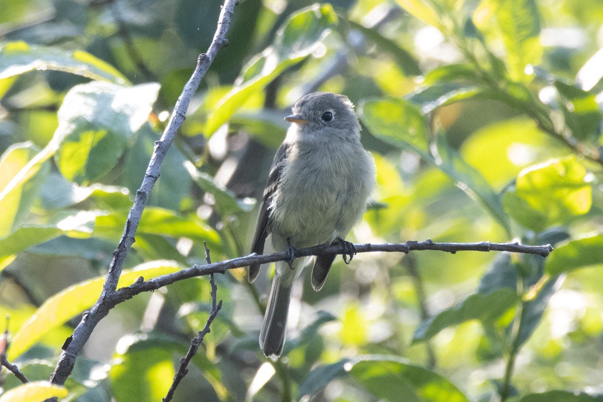 Hammond's/Dusky Flycatcher - ML361496651