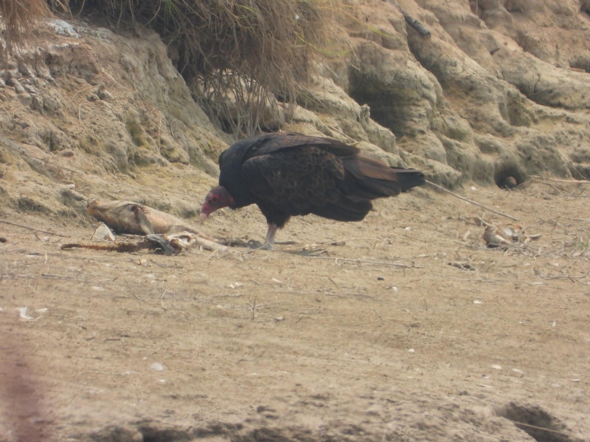 Turkey Vulture - ML361497441