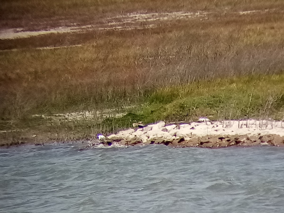 Black-bellied Whistling-Duck (Southern) - ML361497841
