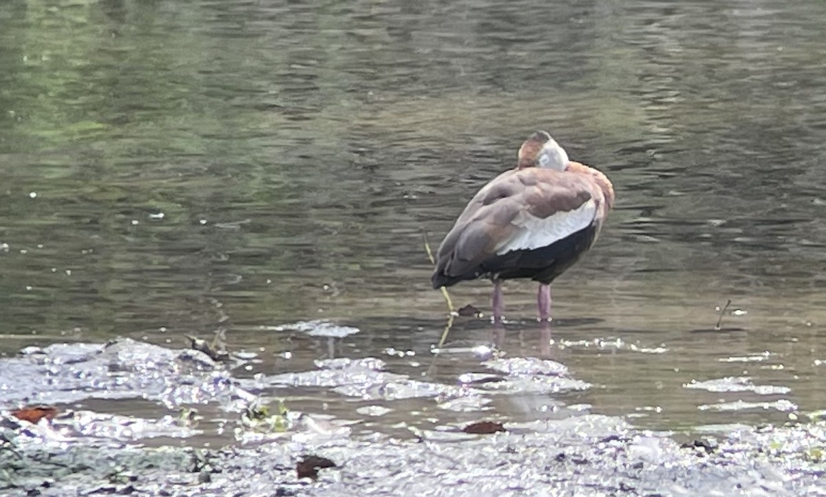 Black-bellied Whistling-Duck (fulgens) - ML361498481