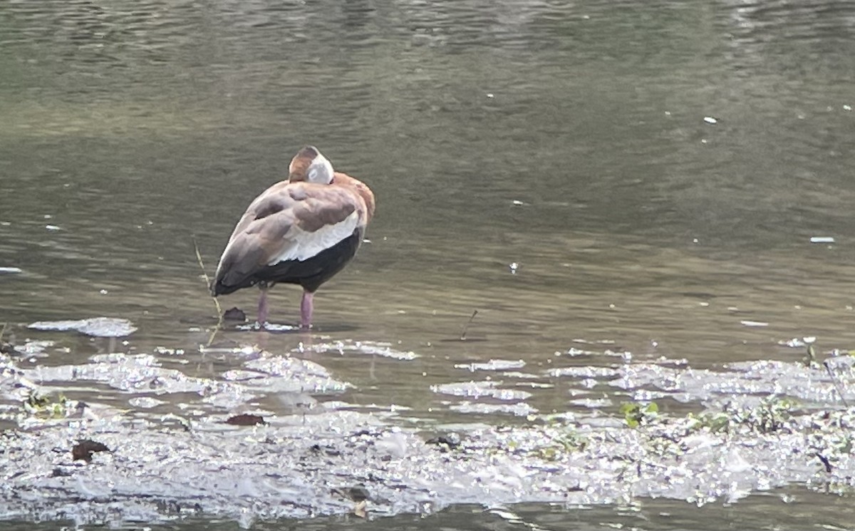 Black-bellied Whistling-Duck (fulgens) - ML361498501