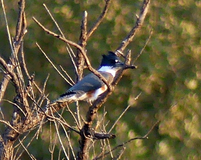 Belted Kingfisher - ML361498621
