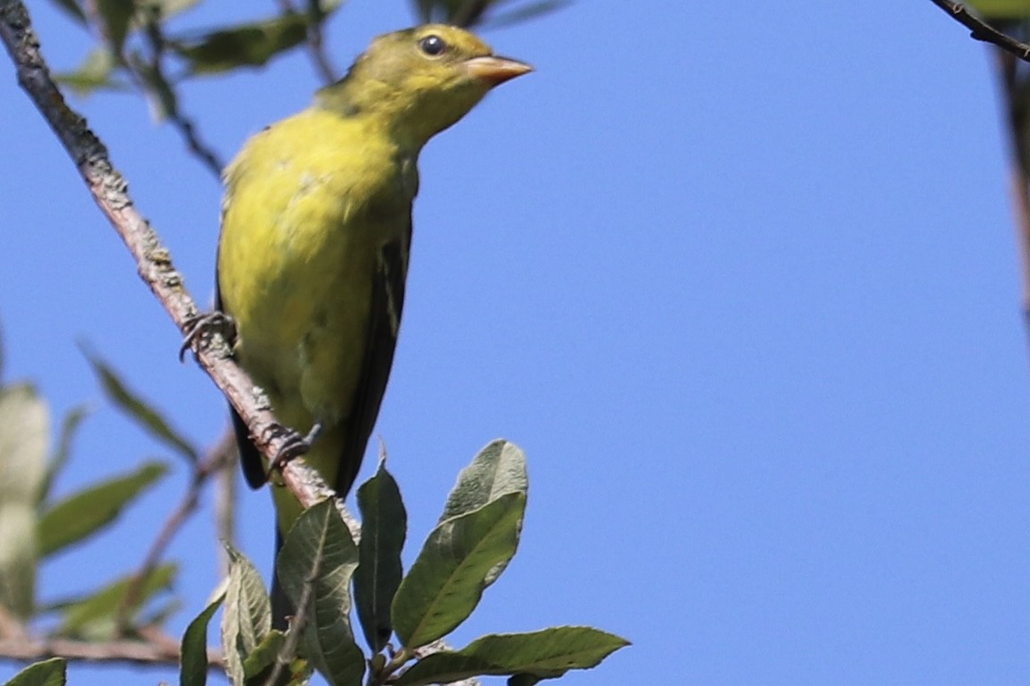 Western Tanager - kiera fritsch