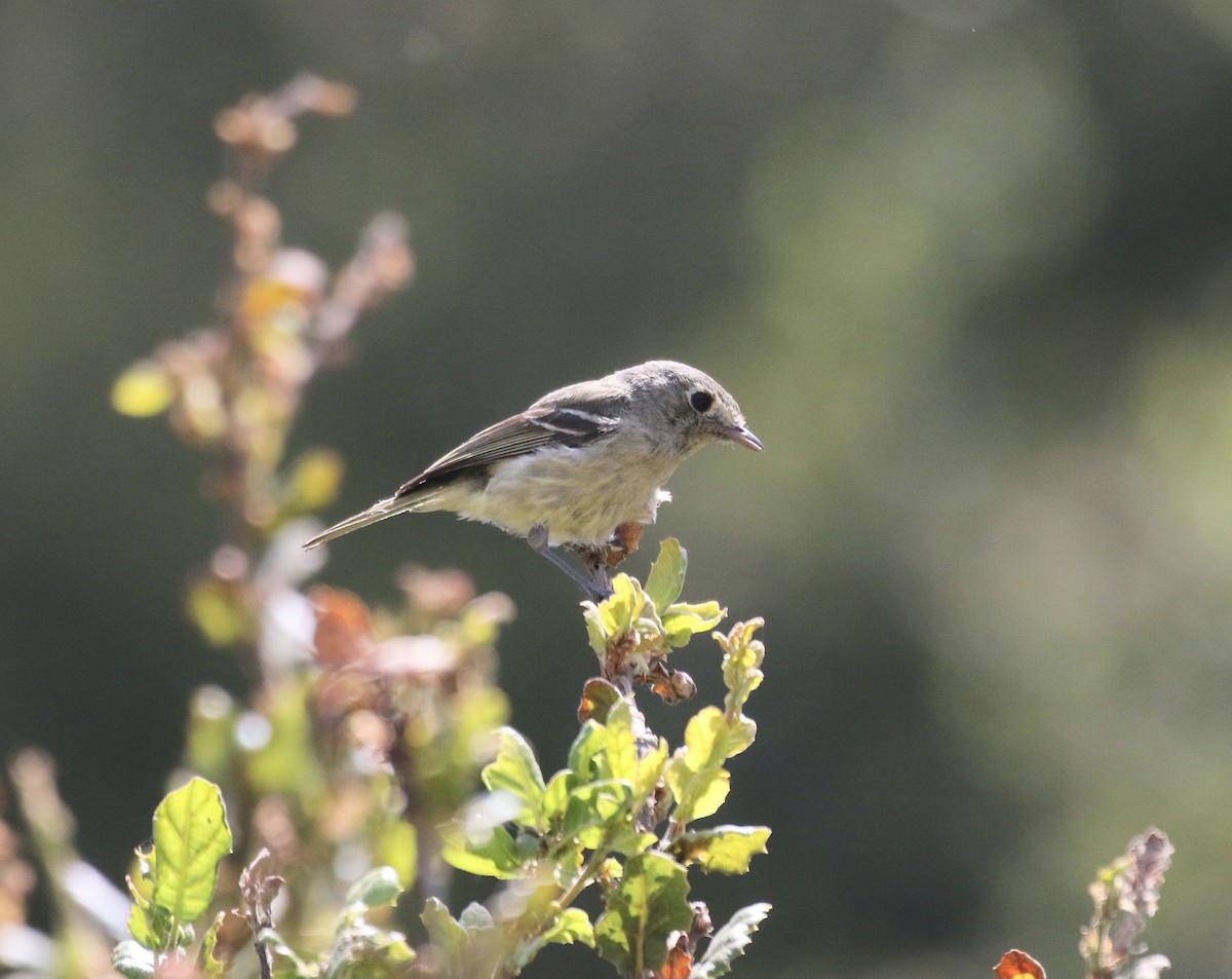 Huttonvireo - ML361498841