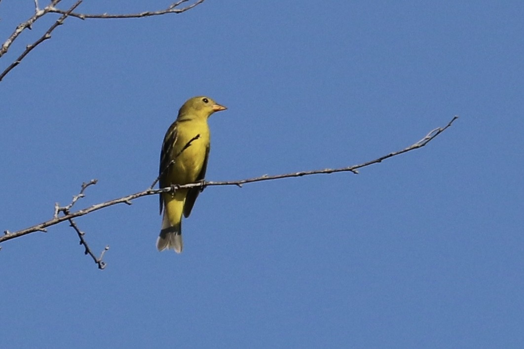 Western Tanager - kiera fritsch