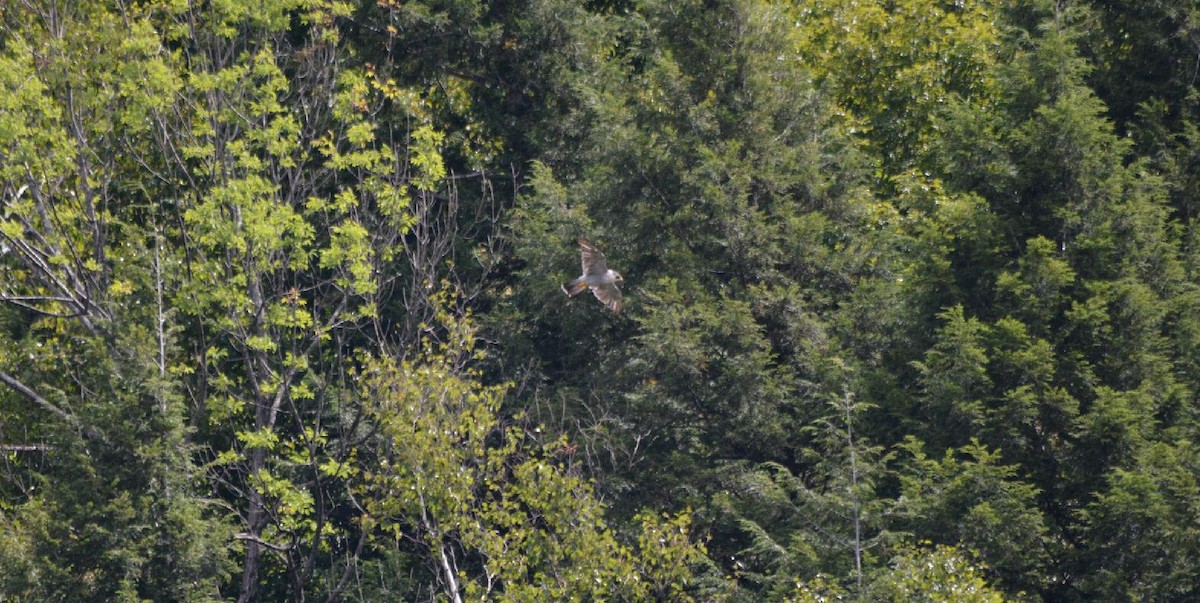 Peregrine Falcon - James Armstrong