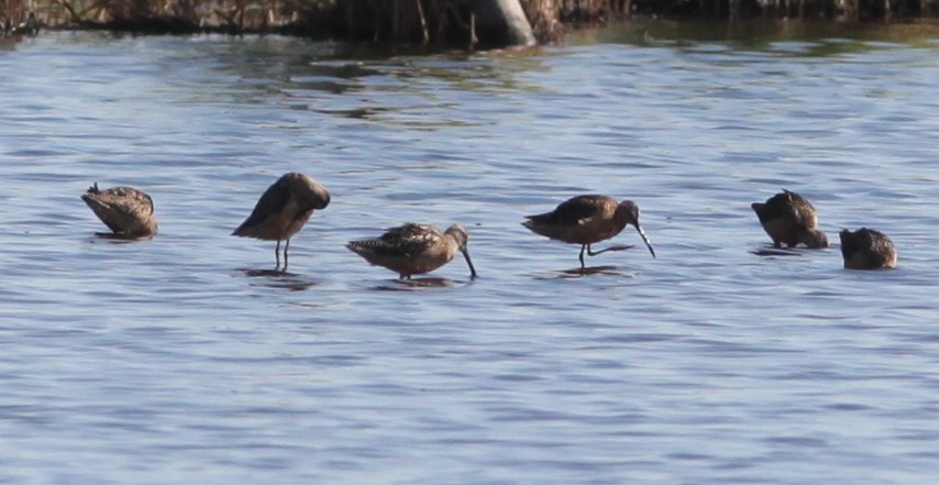 Long-billed Dowitcher - ML361499921