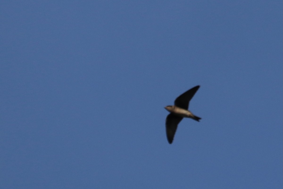 Purple Martin - ML361500191