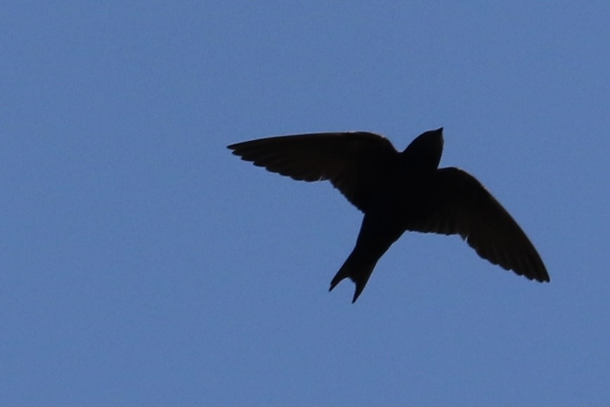 Purple Martin - ML361500271