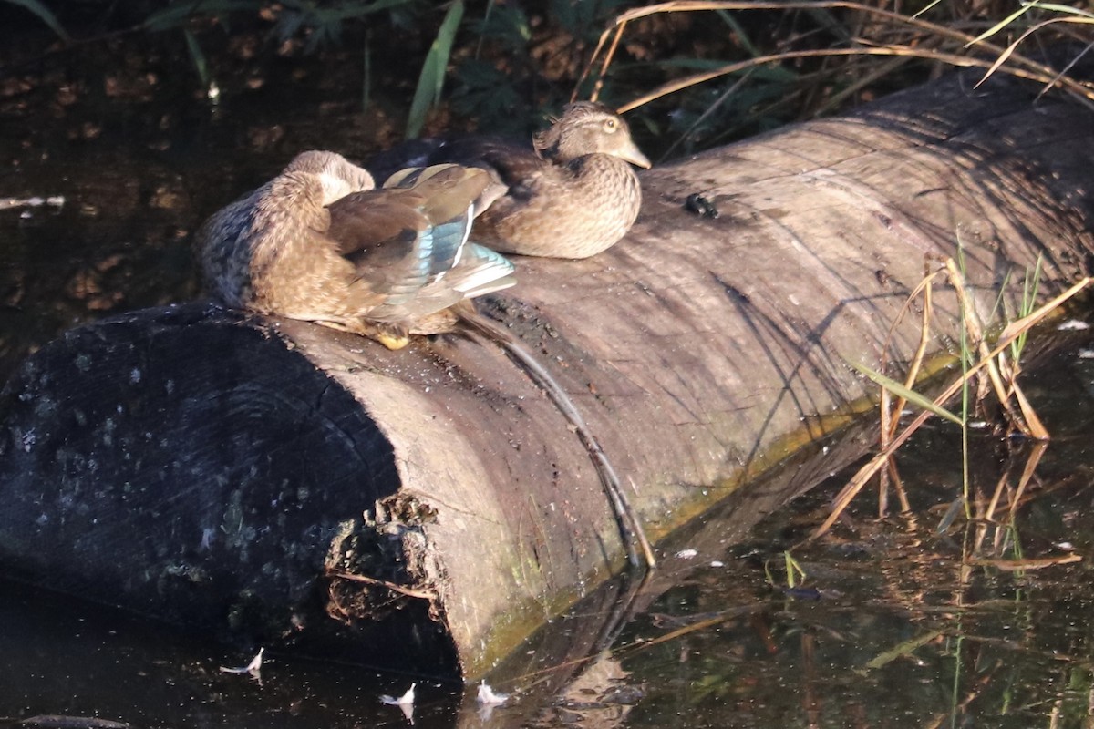 Wood Duck - kiera fritsch