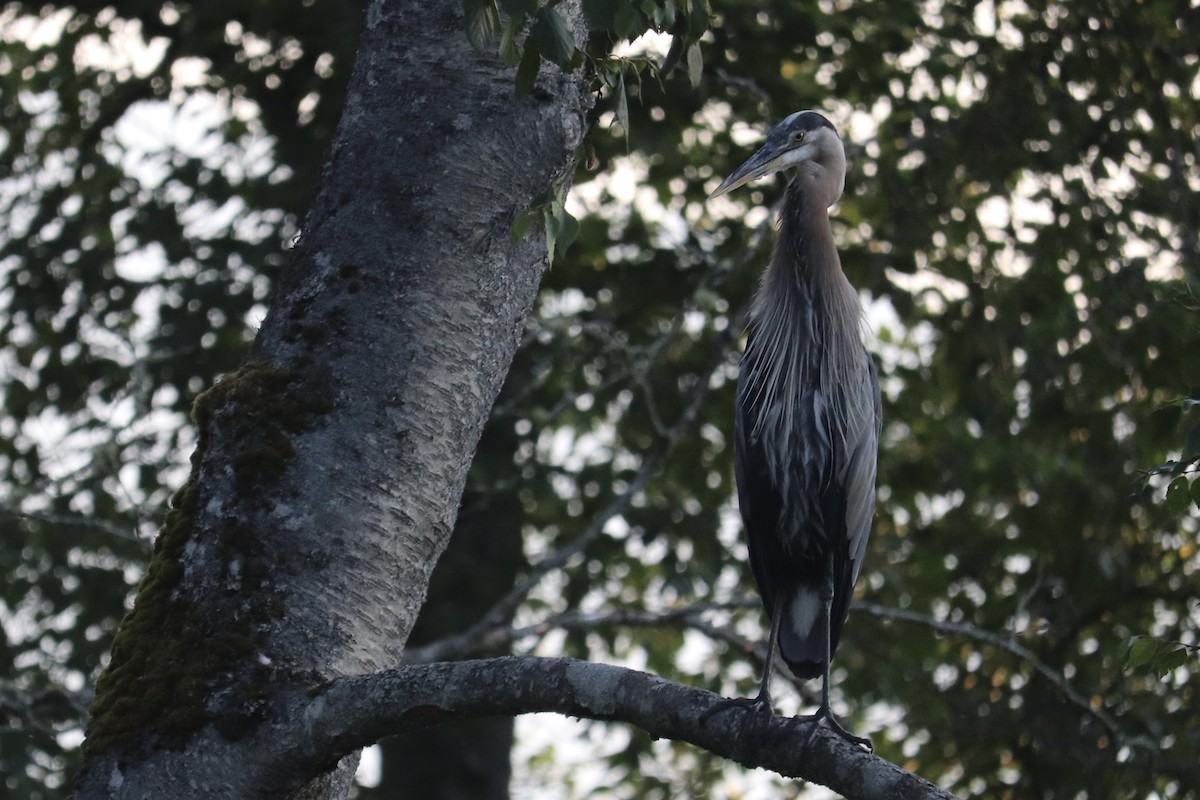 Great Blue Heron - ML361500441