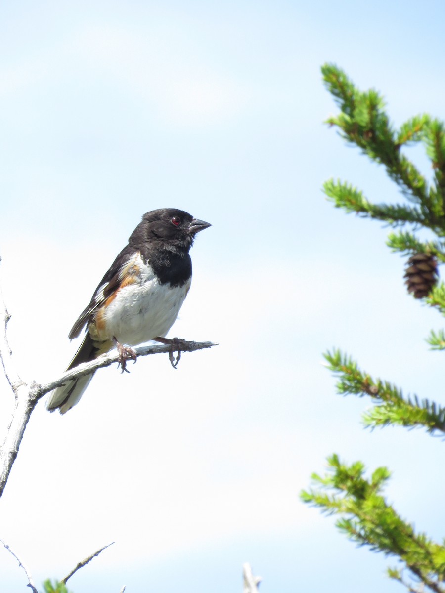 Eastern Towhee - ML361500711