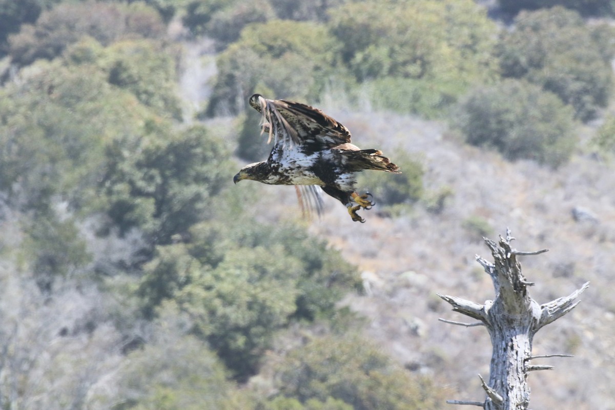 Weißkopf-Seeadler - ML361500771