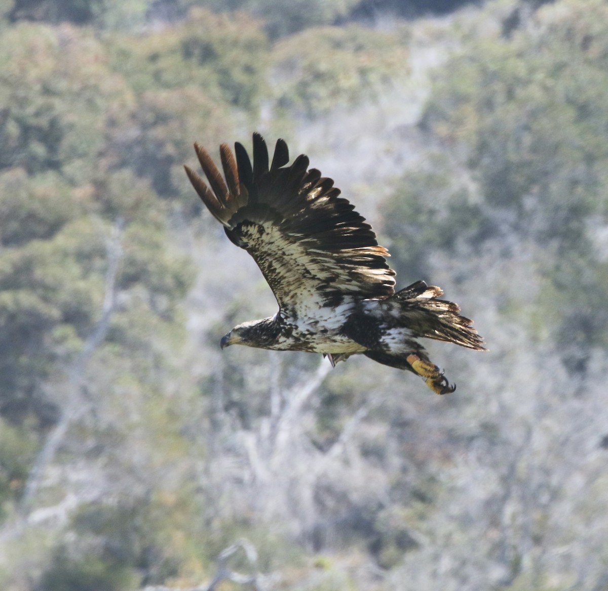 Weißkopf-Seeadler - ML361500881