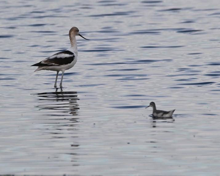 hvithalesvømmesnipe - ML361502061