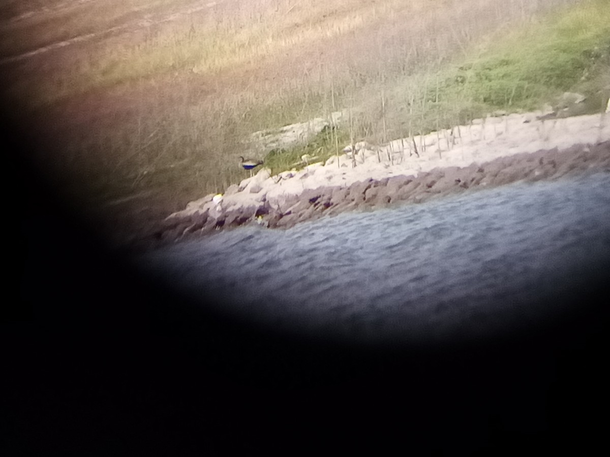 Black-bellied Whistling-Duck (Southern) - ML361502281