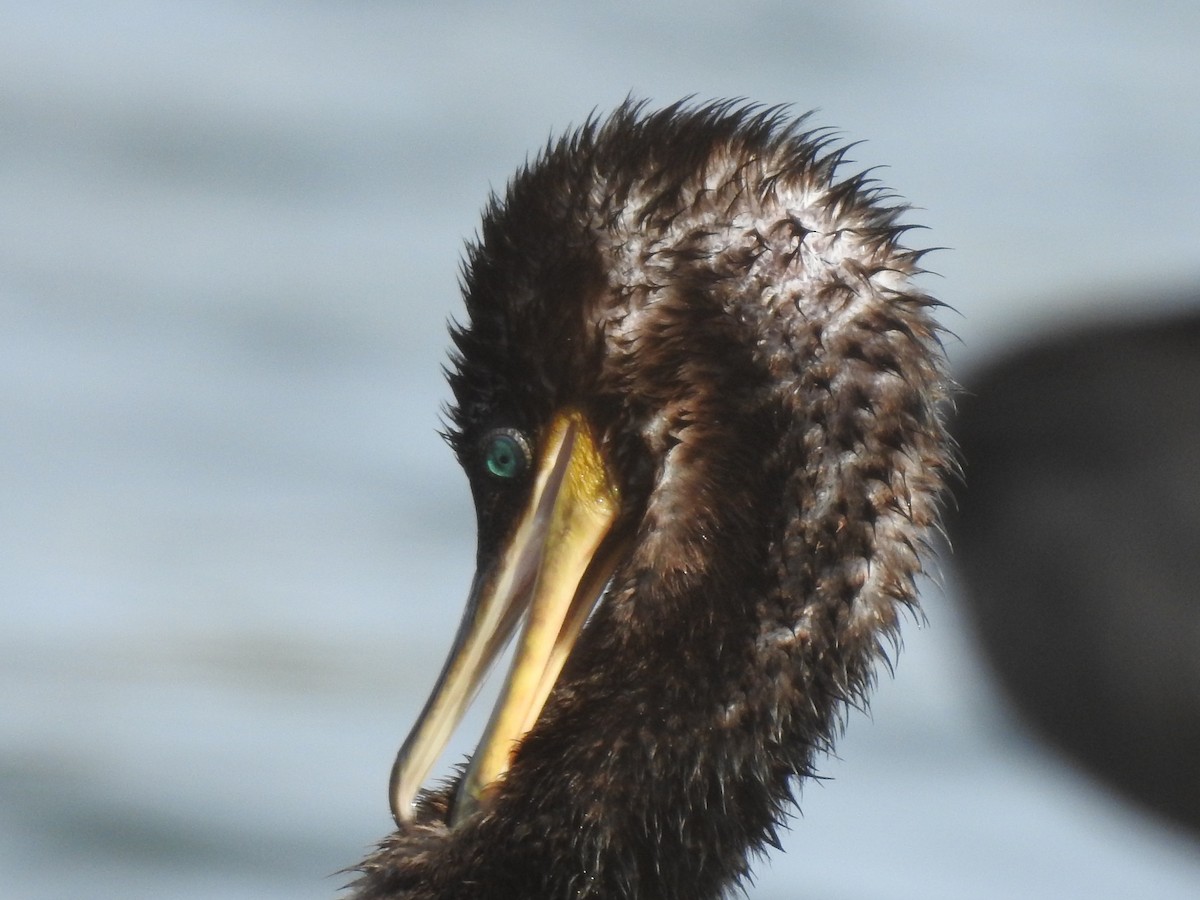 Neotropic Cormorant - ML361505861