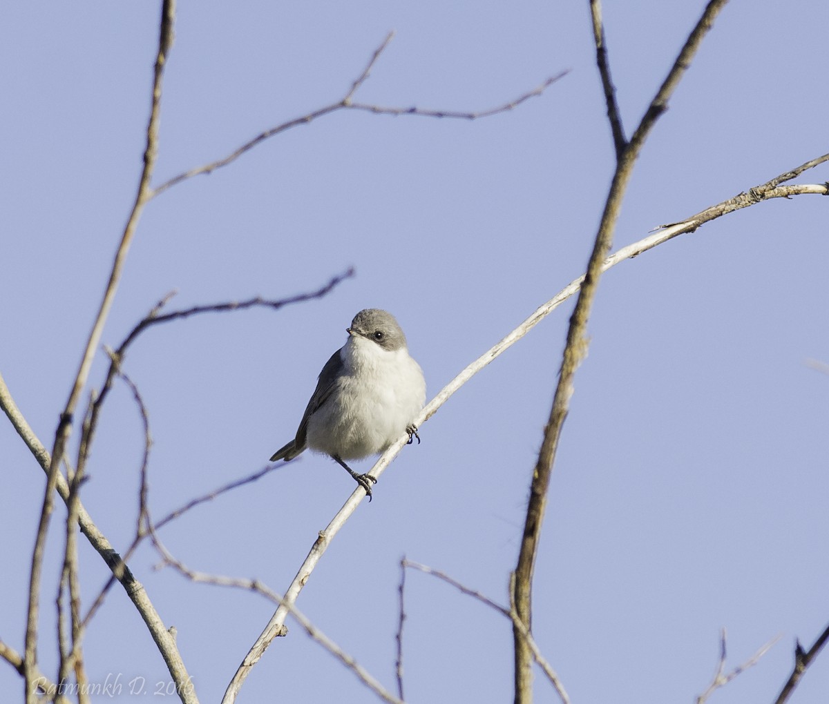 Lesser Whitethroat (Lesser) - ML36150661