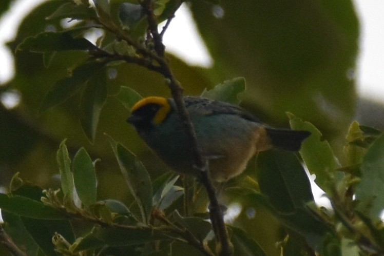 Saffron-crowned Tanager - ML361508511