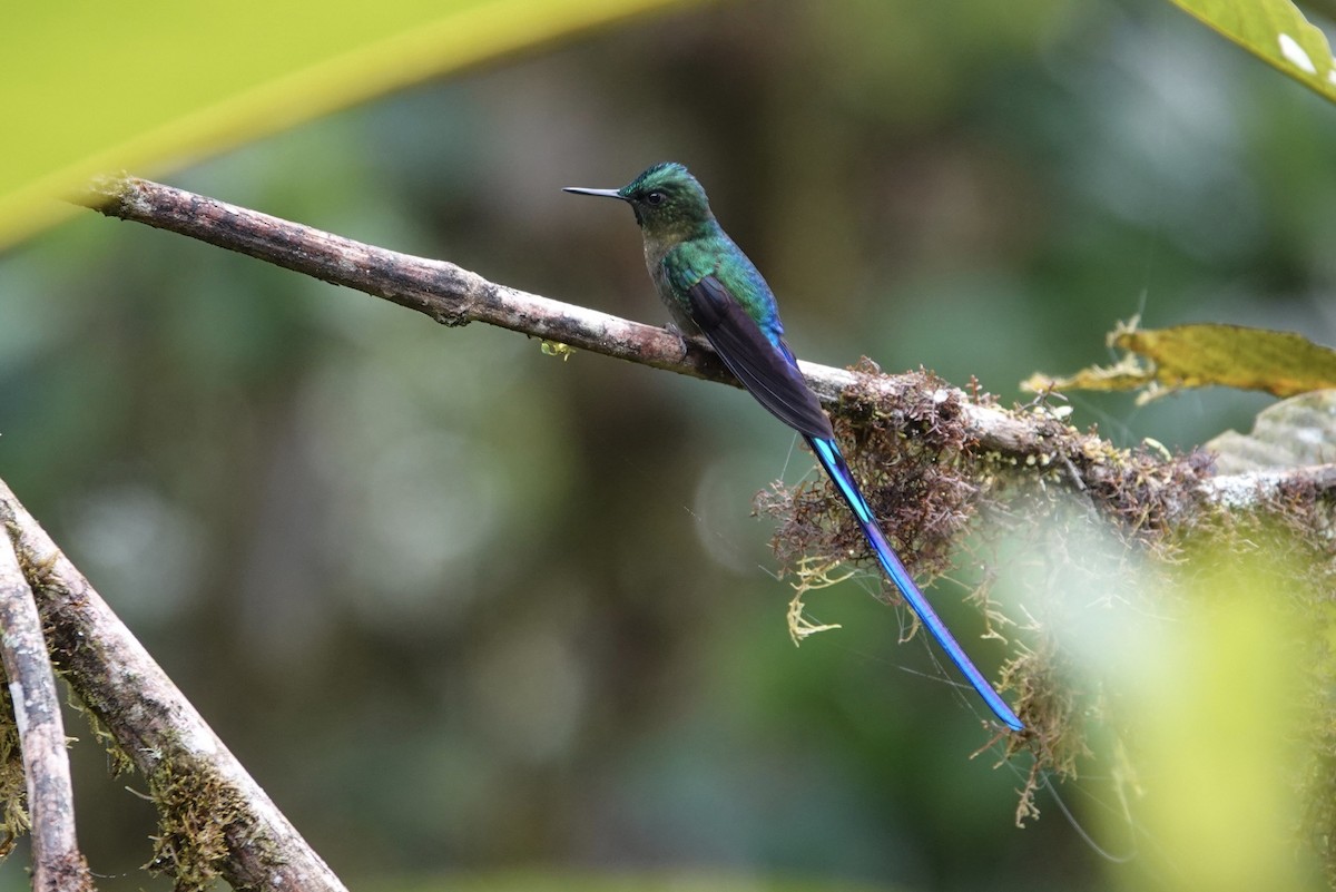 Violet-tailed Sylph - ML361509881