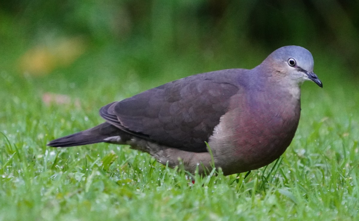 Tolima Dove - ML361511021