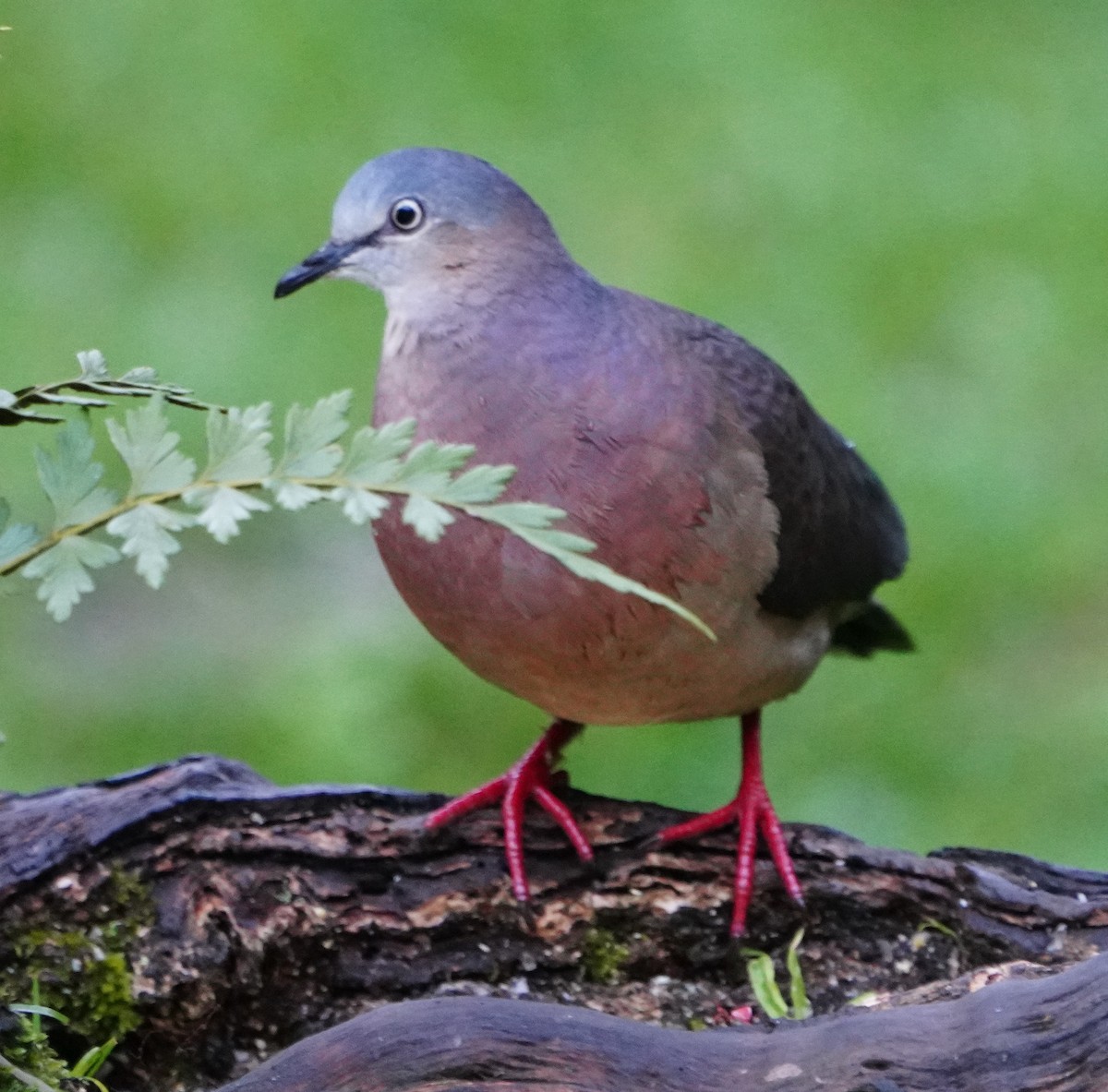 Tolima Dove - ML361511051