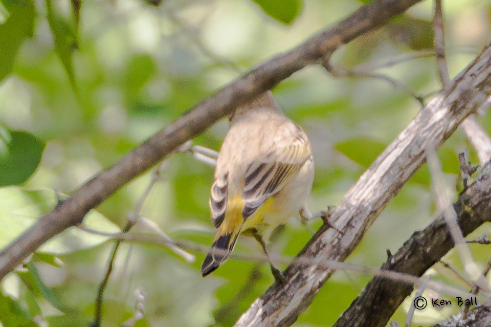 Palm Warbler (Western) - Ken Ball