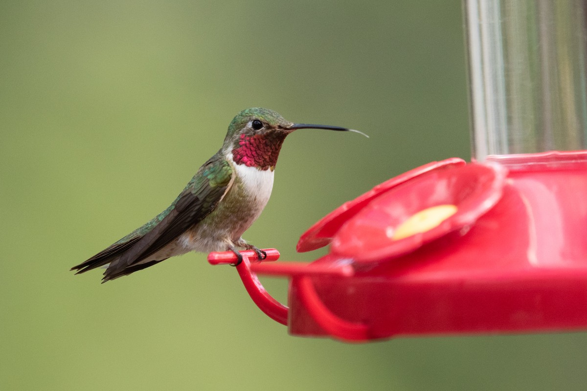 Broad-tailed Hummingbird - ML361515411