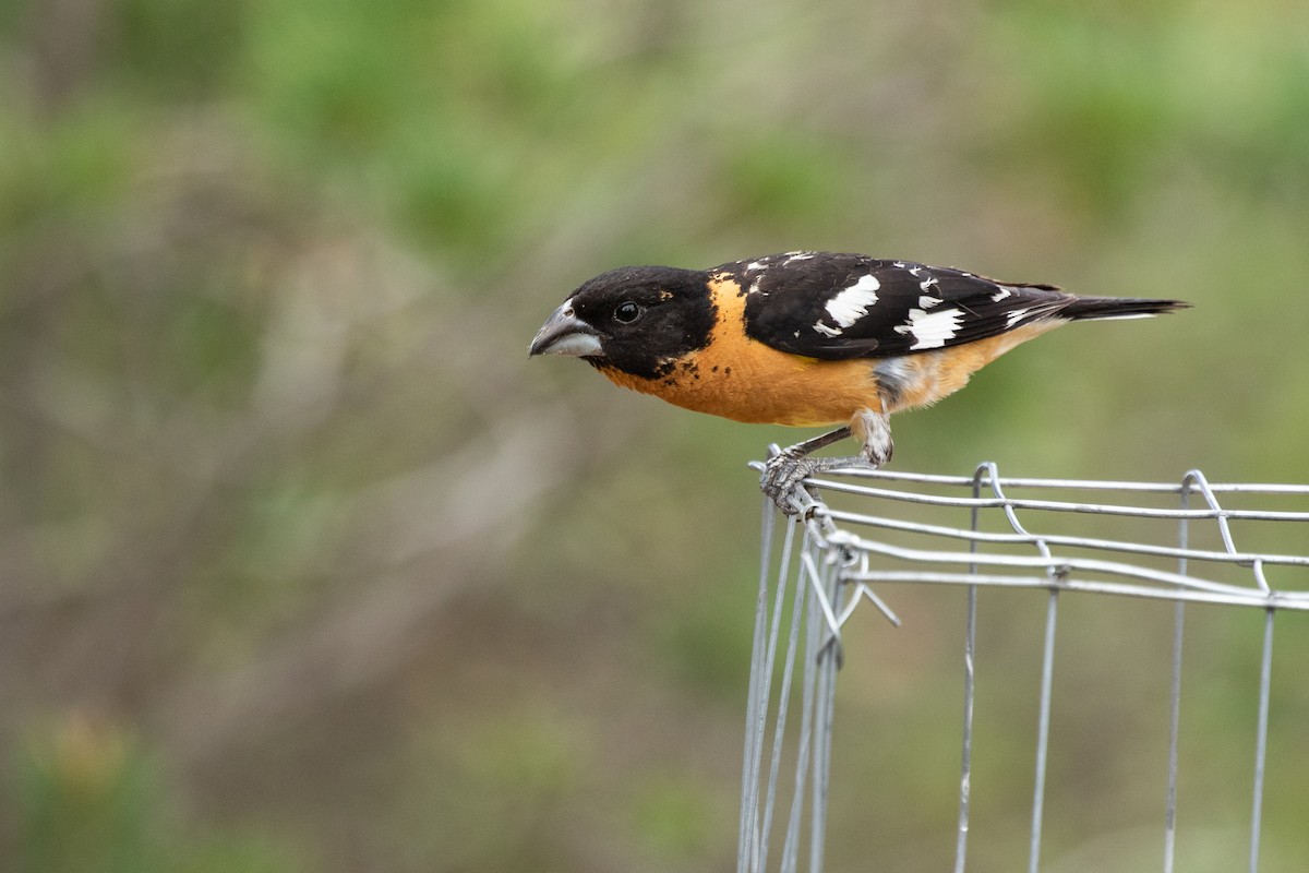 Black-headed Grosbeak - ML361516161