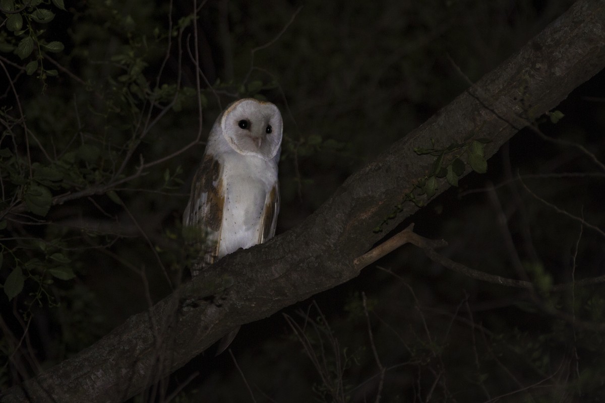 Barn Owl - ML361516751