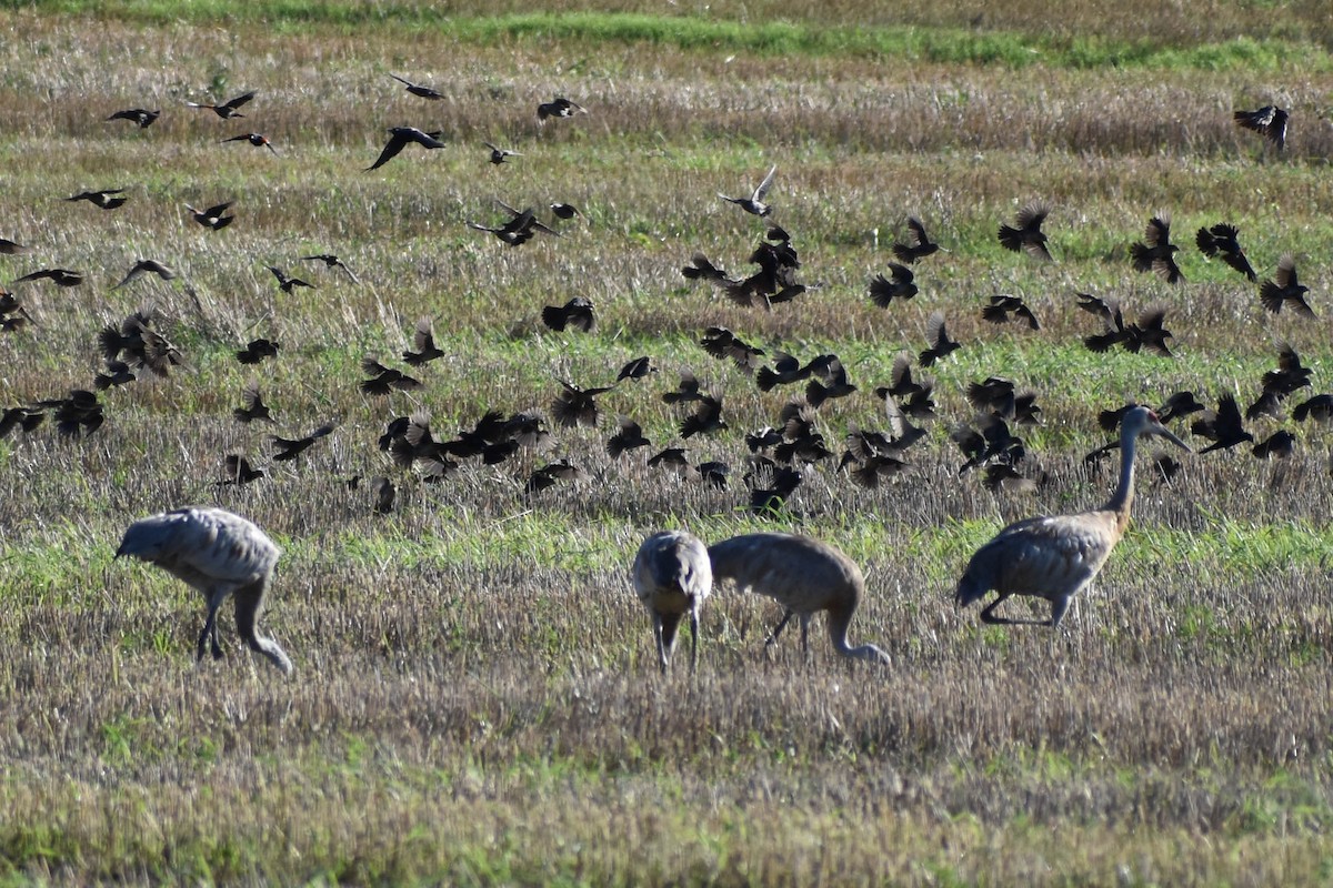 Sandhill Crane - ML361517431