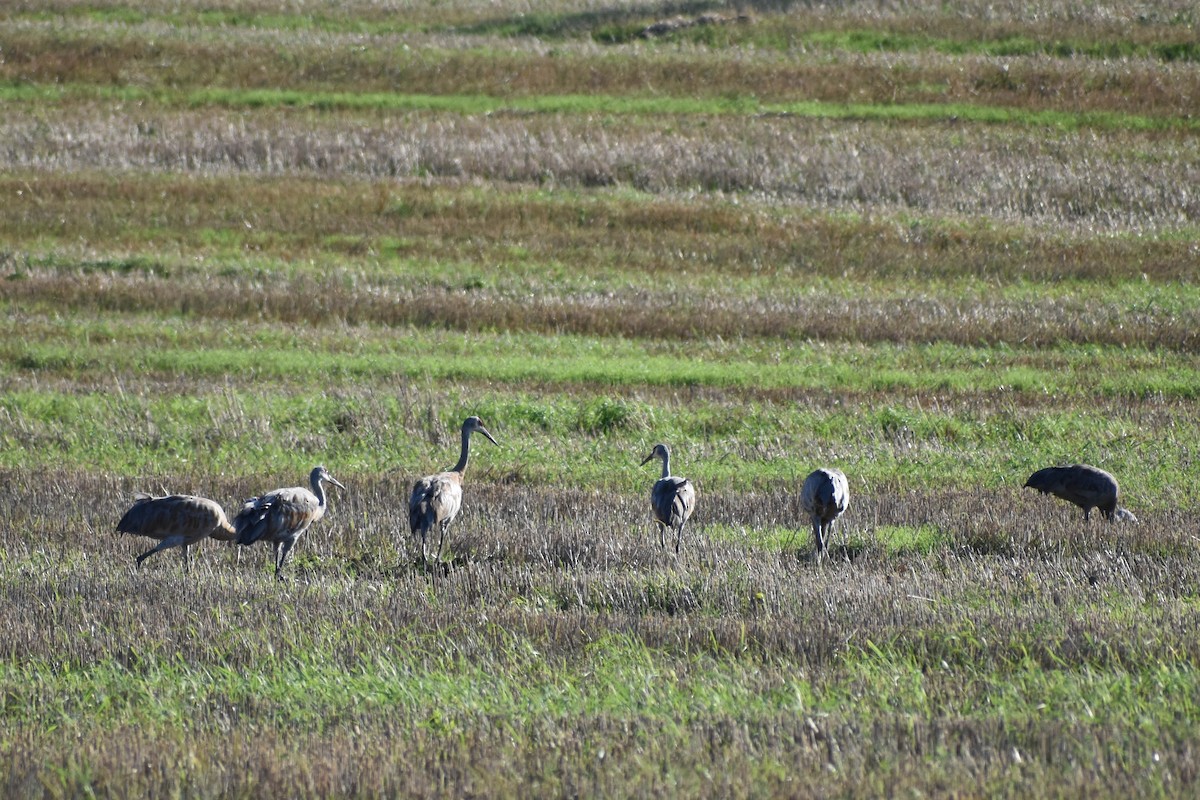 Sandhill Crane - Andrea Heine