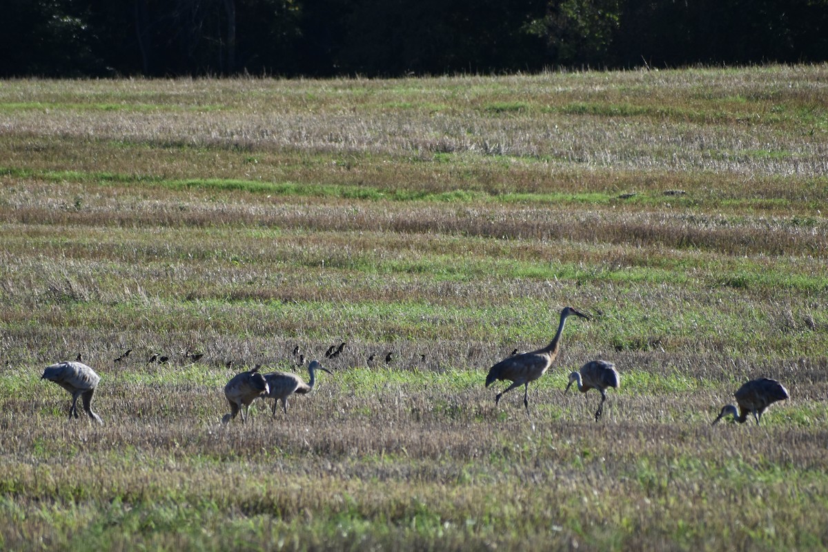 Sandhill Crane - Andrea Heine